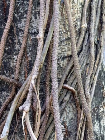 eine Fotografie eines Baumes, auf dem ein Bündel von Ästen wächst.