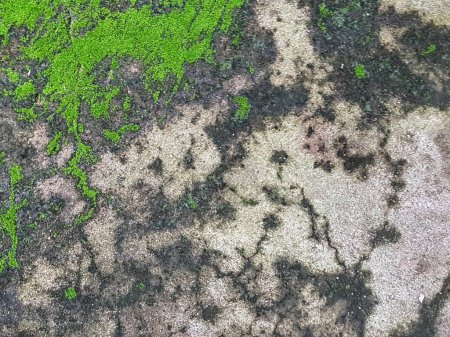 Photo for A photography of a green patch of grass on a concrete surface. - Royalty Free Image