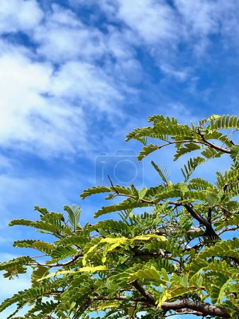 a photography of a bird perched on a tree branch with a blue sky in the background.