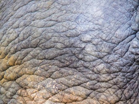 eine Fotografie der Haut eines Elefanten mit einem sehr großen Auge.