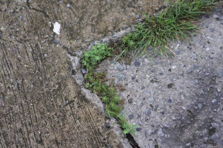 Photo for A photography of a patch of grass growing out of a crack in the concrete. - Royalty Free Image