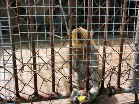 eine Fotografie eines Affen in einem Käfig mit einer Banane im Mund.