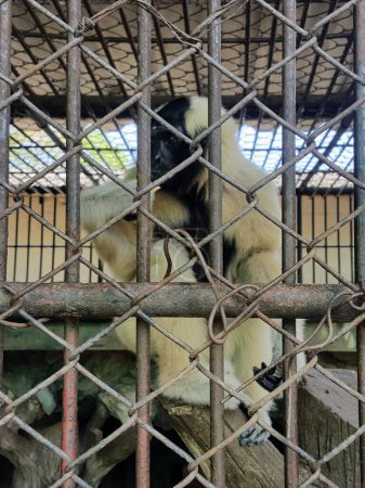una fotografía de un mono en una jaula con una cerca de eslabones de cadena.