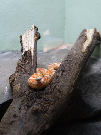 Téléchargez les photos : Une photographie d'un serpent sur une bûche dans un zoo. - en image libre de droit