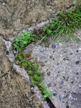 eine Fotografie eines Grasplatzes, der aus einem Riss im Beton wächst.