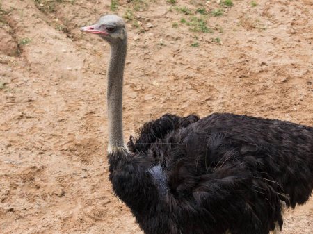 Foto de Una fotografía de un avestruz de pie en la tierra con la cabeza vuelta. - Imagen libre de derechos