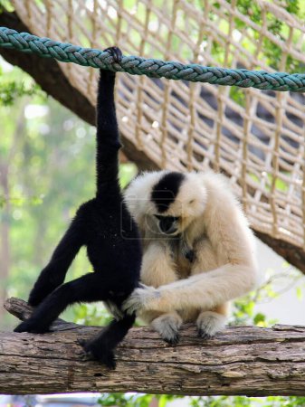 une photographie d'un singe et d'une girafe accrochés à une corde.