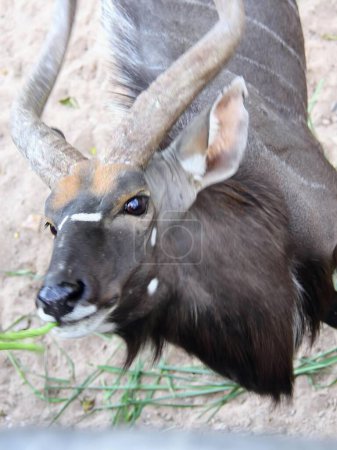 a photography of a close up of a antelope with a long horn.
