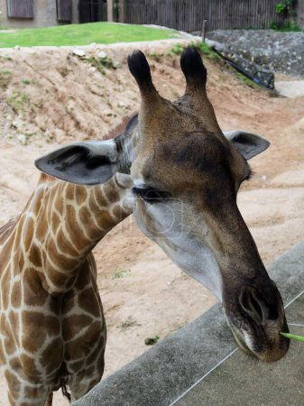 una fotografía de una jirafa comiendo un pedazo de hierba de una mano.