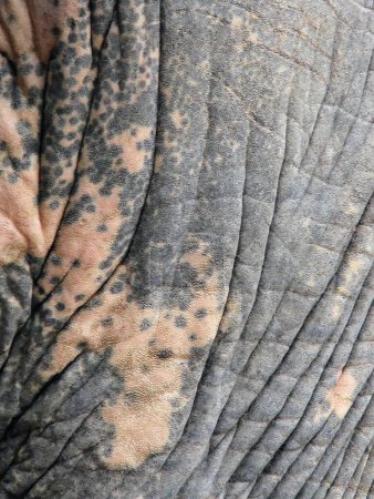 eine Fotografie der Haut eines Elefanten mit Flecken und Falten.