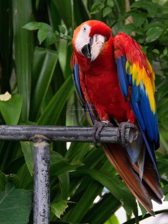 Téléchargez les photos : Une photographie d'un perroquet assis sur une barre métallique avec un fond vert. - en image libre de droit