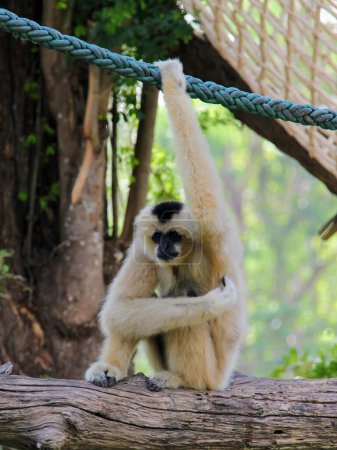 Foto de Una fotografía de un mono colgado boca abajo en una cuerda. - Imagen libre de derechos