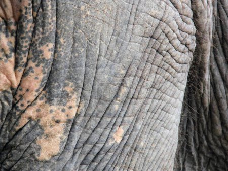 eine Fotografie der Haut eines Elefanten mit vielen Falten.