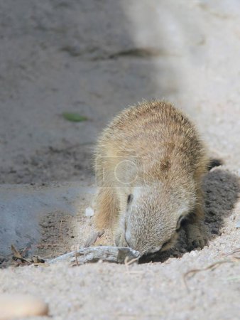Foto de Una fotografía de un pequeño animal está cavando en la tierra. - Imagen libre de derechos