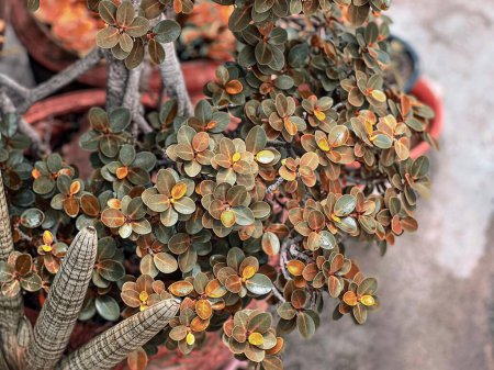 Foto de Una fotografía de una planta en maceta con muchas hojas. - Imagen libre de derechos