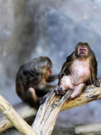 a photography of two monkeys sitting on a branch with one yawning.