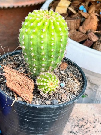 Foto de Una fotografía de una planta de cactus en una maceta con tierra. - Imagen libre de derechos