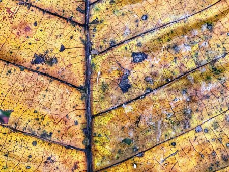 a photography of a leaf with a yellow and black pattern.