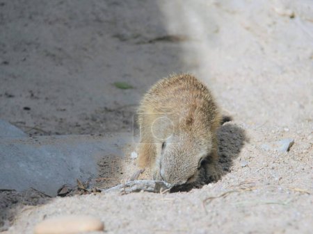 Foto de Una fotografía de un pequeño animal está cavando en la arena. - Imagen libre de derechos