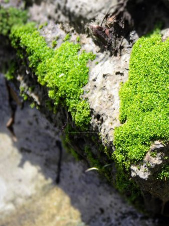 Foto de Una fotografía de una roca musgosa con una pequeña planta verde creciendo en ella. - Imagen libre de derechos