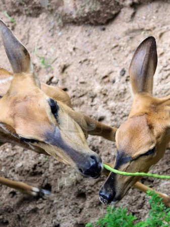 Foto de Una fotografía de dos ciervos comiendo hierba en un campo de tierra. - Imagen libre de derechos