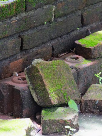 a photography of a pile of moss growing on a brick wall.