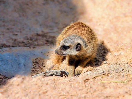 Foto de Una fotografía de un pequeño animal está de pie en la tierra. - Imagen libre de derechos