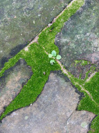 eine Fotografie einer Pflanze, die aus einem Riss im Boden wächst.