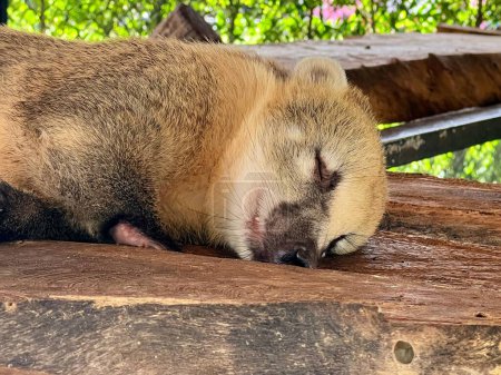 Téléchargez les photos : Une photographie d'un animal endormi sur un banc en bois. - en image libre de droit