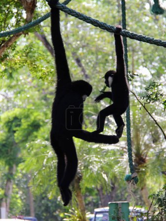 Foto de Una fotografía de un mono colgado de una cuerda en un árbol. - Imagen libre de derechos