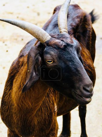 a photography of a goat with long horns standing in the dirt.