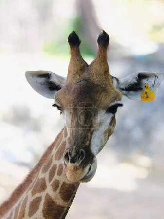 eine Fotografie einer Giraffe mit einem gelben Anhänger am Ohr.