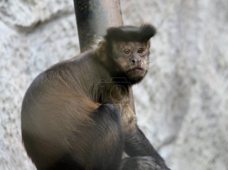 a photography of a monkey sitting on a pole in a zoo.
