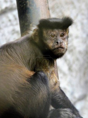 une photographie d'un singe assis sur un poteau avec un fond flou.