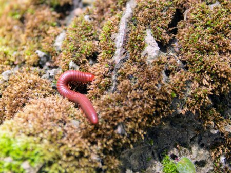 a photography of a red worm crawling on a moss covered rock.