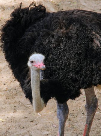 una fotografía de un avestruz con un pico rosa y un cuello largo.