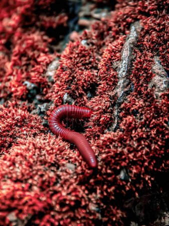 eine Fotografie eines roten Wurms, der auf einem mit rotem Moos bedeckten Felsen kriecht.