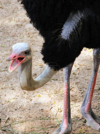Foto de Una fotografía de un avestruz con la cabeza en la arena. - Imagen libre de derechos