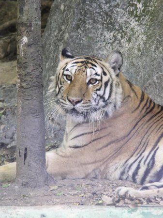 eine Fotografie eines Tigers, der im Schatten eines Baumes sitzt.