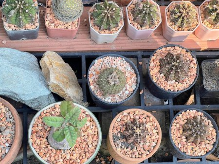 una fotografía de una variedad de plantas de cactus en macetas sobre una mesa.