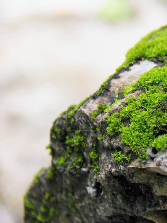 a photography of a moss covered rock with a small bird perched on top.