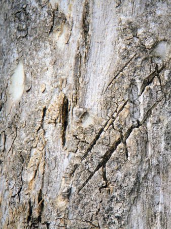 Téléchargez les photos : Une photographie d'un gros plan d'un tronc d'arbre avec un lézard dessus. - en image libre de droit