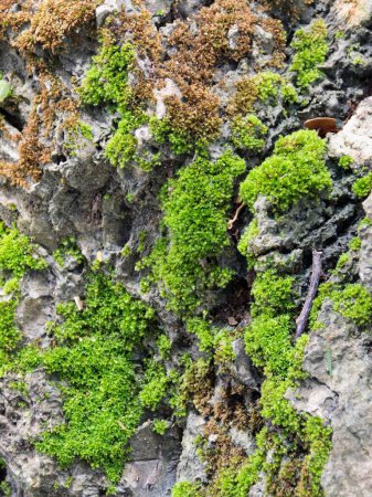una fotografía de un primer plano de una cara de roca musgosa.