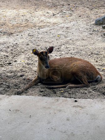 Foto de Una fotografía de un ciervo tirado en la tierra. - Imagen libre de derechos