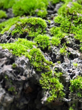 a photography of a close up of a mossy rock.