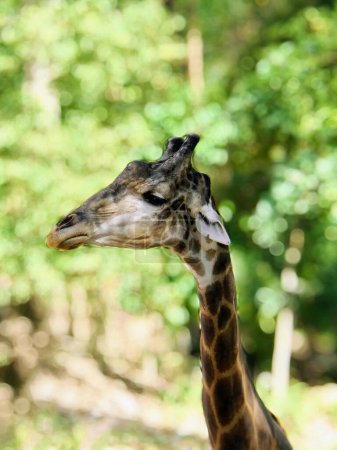 Foto de Una fotografía de una jirafa de pie frente a un bosque. - Imagen libre de derechos
