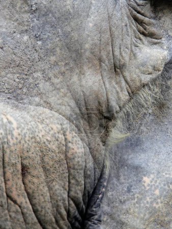une photographie d'un éléphant avec son tronc enroulé.