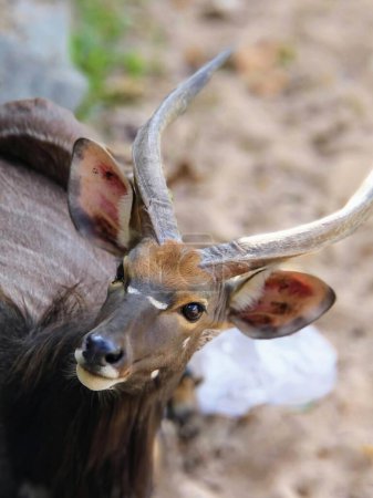 a photography of a close up of a deer with horns.