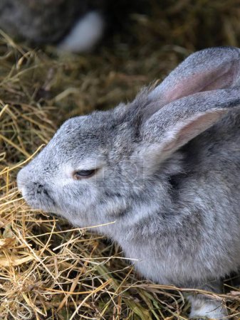 eine Fotografie eines Kaninchens, das im Heu sitzt und seinen Kopf auf den Boden legt.