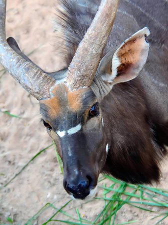 a photography of a close up of a antelope with a long horn.